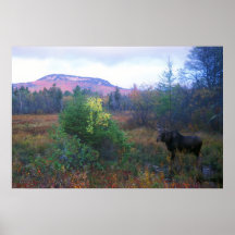 Moose on Kancamagus Highway at Dawn Posters