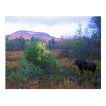 Moose on Kancamagus Highway Postcard