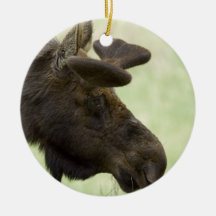 Moose Photo Ornament