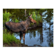 Moose Post Card