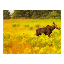 Moose Postcards