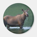 moose refrigerator magnet