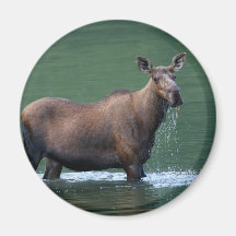 moose refrigerator magnet