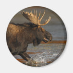 moose refrigerator magnets