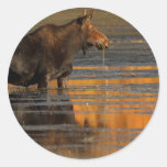 moose round sticker