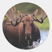 Moose Round Stickers