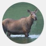 moose round stickers