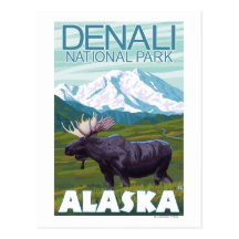 Moose Scene - Denali National Park, Alaska Postcard