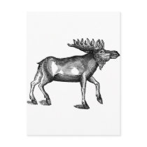 Moose Shirts and Gifts 115 Postcard