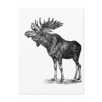 Moose Shirts and Gifts 122 Postcards