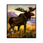 Moose Shirts and Gifts 19 Post Cards