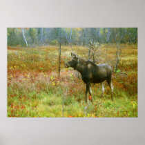 Moose Spike Bull in Autumn Print