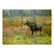   Moose 'Spike' Greeting Card