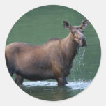 moose stickers