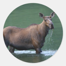 moose stickers