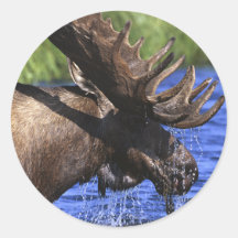 Moose Stickers