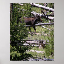 Moose Tracking Print