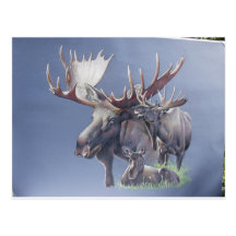 Moose Trio Postcard