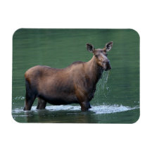 moose vinyl magnets