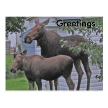 Moose with calf - Greetings Postcard