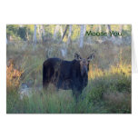 Moose You: Greeting Cards