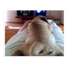 Mops relax postkarten