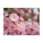 More Sakura Blossoms