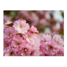 More Sakura Blossoms Postcard