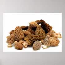Morel Mushroom Posters