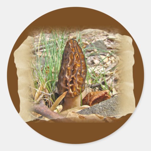 Morel Mushroom Sticker