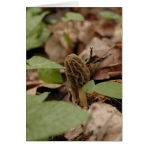 Morel Time Cards