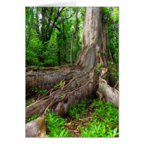 Moreton Bay Fig Greeting Card