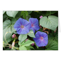 Moring Glories Card