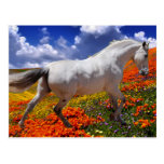 MORISCO IN SPRING FLOWERS POST CARD