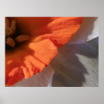 Morning cup daffodil poster