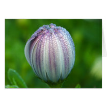 Morning Dew cards