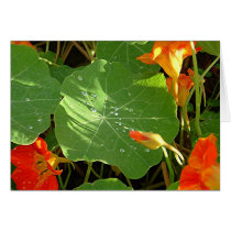 "Morning Dew Clings to Nasturtiums" cards