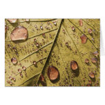 Morning Dew Greeting Card