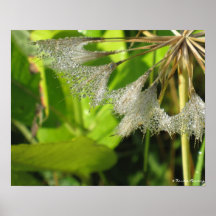 Morning Dew on Catsear Poster
