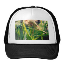 Morning Dew On Grass Mesh Hat