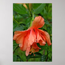 Morning Dew Orange Hibiscus Poster