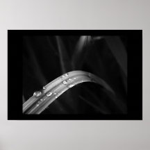 Morning Dew Poster