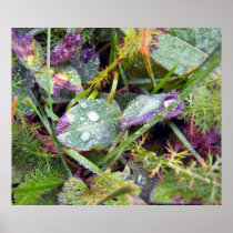Morning Dew