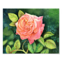 Morning Dew Rose - Floral Art Print Art Photo
