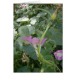 Morning Glories Greeting Cards