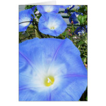 "Morning Glories II" Greeting Cards