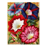 Morning Glories Postcard