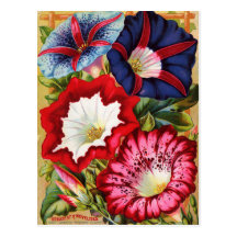 Morning Glories Postcard