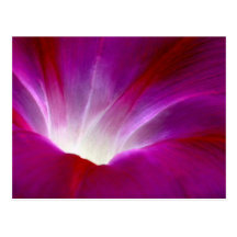 Morning Glory (2) Post Card