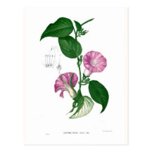 Morning glory (Argyreia sp) Postcard